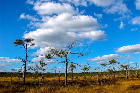 Beautiful Landscape With Swamp And Pine Tree Stock Image Image Of