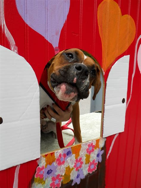 Doggy hunt events are bringing thousands of pet lovers together 6