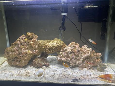 Saltwater 10 gallon 3 months in and max stocked! : r/aquarium