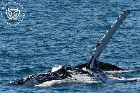 Western Australia’s Humpback Whale Migration | Whale Watch Western Australia