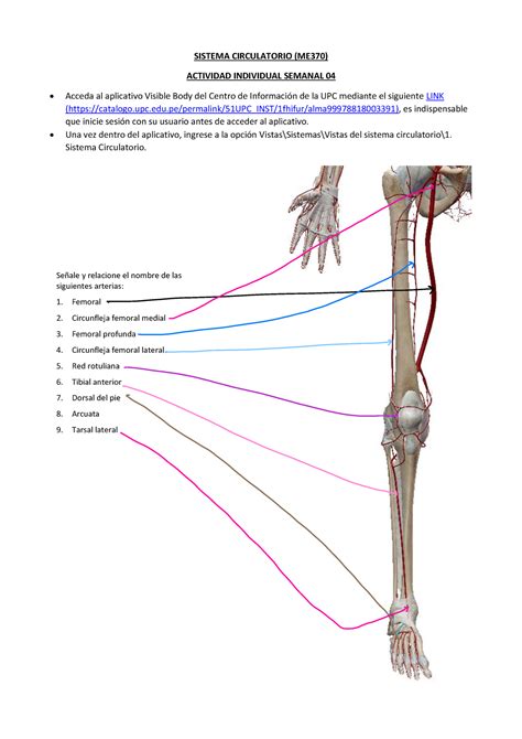 Me Sc Tarea Sem Sistema Circulatorio Me Actividad