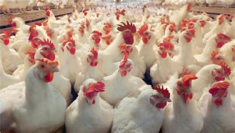 Poultry Sector On The Verge Of Collapse Greater Accra Poultry Farmers