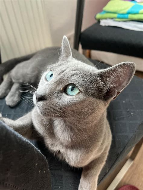 Russisch Blau Kater Mit Stammbaum Recklinghausen Russisch Blau