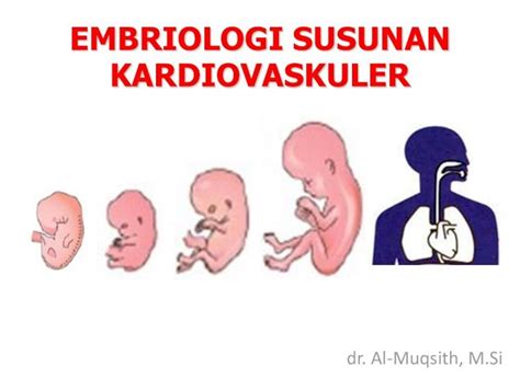 PDF EMBRIOLOGI SUSUNAN KARDIOVASKULER UNIMAL SUSUNAN Embriologi