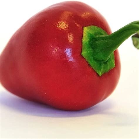 Pimento Pepper Plant - Etsy