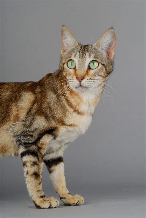 Meet The Sokoke: The Rarest Cat Breed In The World