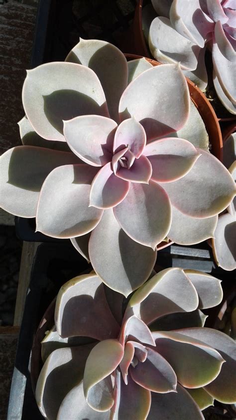 Echeveria Perle Von Nurnberg For Sale Online Plantly