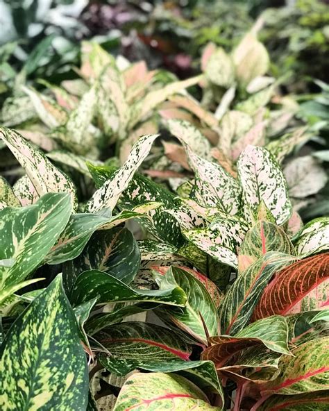 aglaonema varieties | Indoor plants, Plants, Houseplants