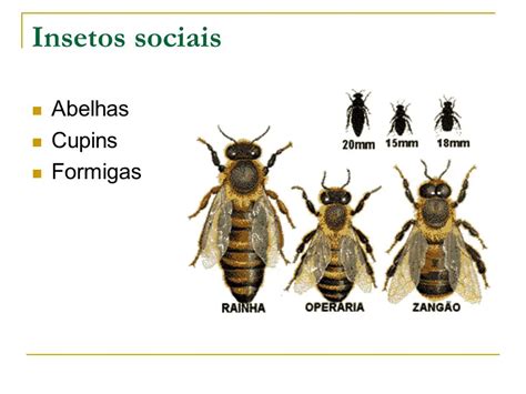 Características Da Abelha Mundo Ecologia