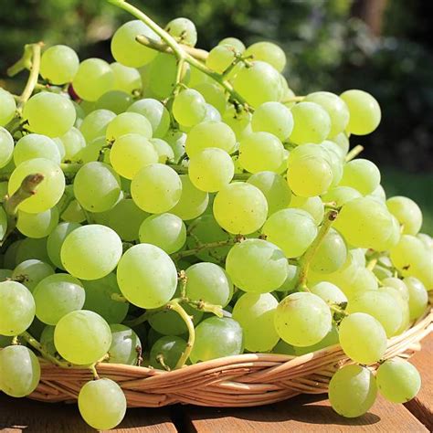 130+ Chasselas Grapes Stock Photos, Pictures & Royalty-Free Images - iStock