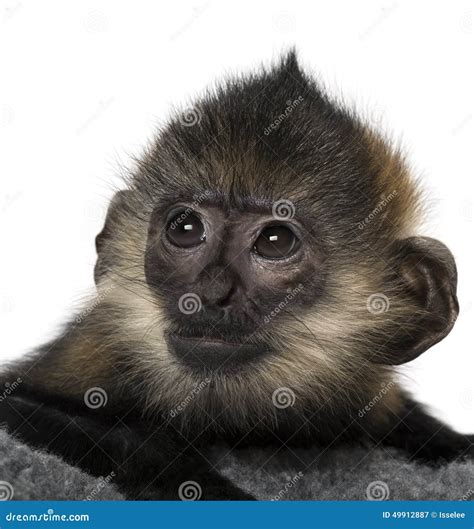 Close-up of a Baby Francois Langur Stock Image - Image of away ...