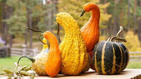 Different Types Of Gourds - Gardening Dream