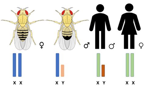 Human Sex Chromosomes And X Inactivation Conduct Science
