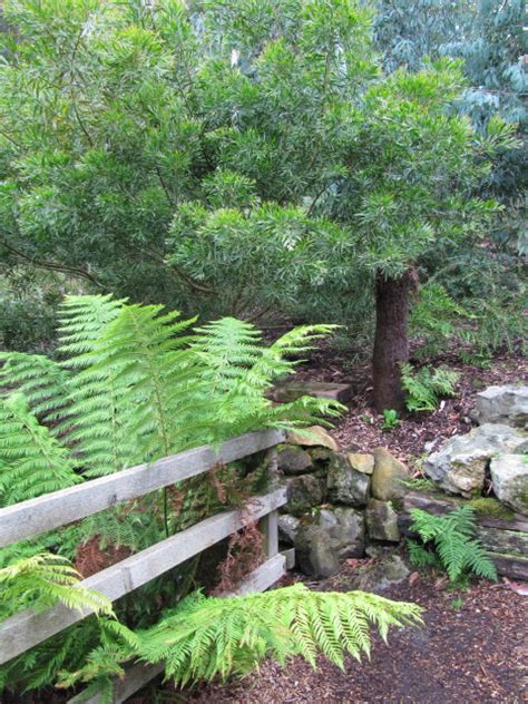 Img Ventnor Botanical Garden On The Isle Of Wight Leonora