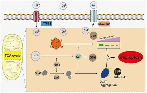 Frontiers Comprehensive Analysis Of Cuproptosis Related Genes In