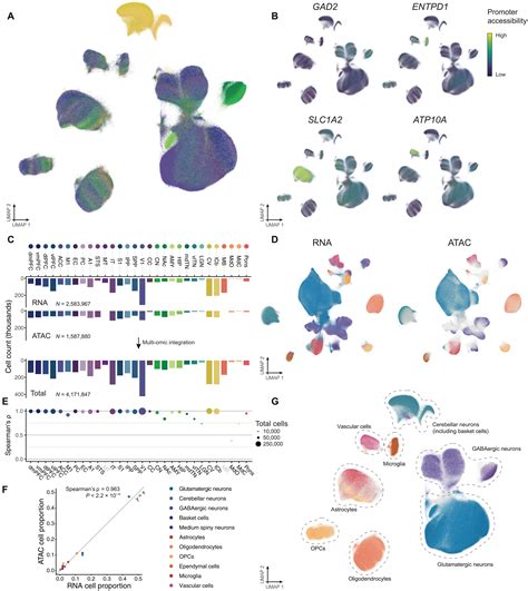 A Single Cell Multi Omic Atlas Spanning The Adult Rhesus Macaque Brain