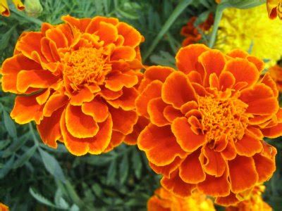 Current World News: Marigold Flowers Care Itself