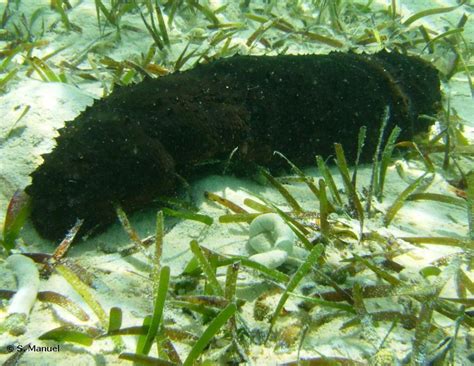 Seagrass Beds The Department Of Environment And Natural Resources