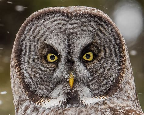 Great Gray Owl | Audubon Field Guide