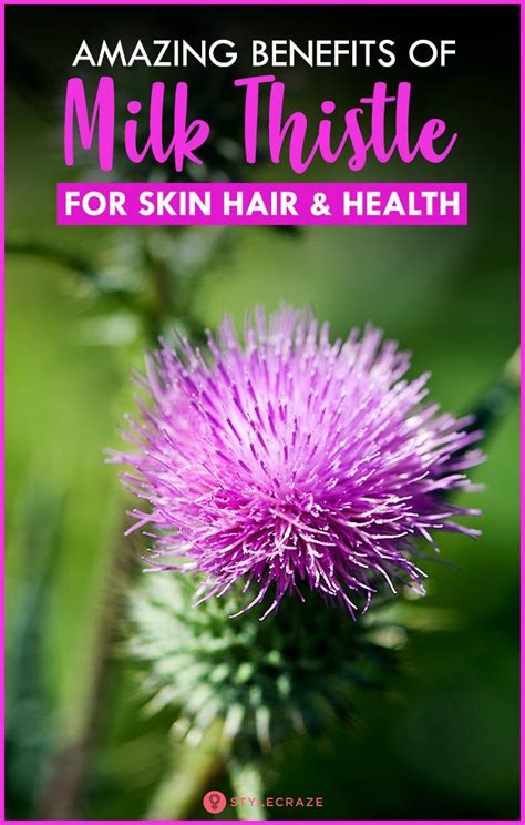 12 Health Benefits Of Milk Thistle Nutrition Side Effects Milk