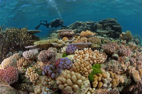 Mar de Coral características clima biodiversidad e importancia