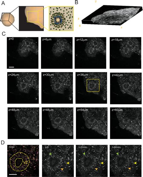 A Low Cost D Printed Microfluidic Bioreactor And Imaging Chamber For