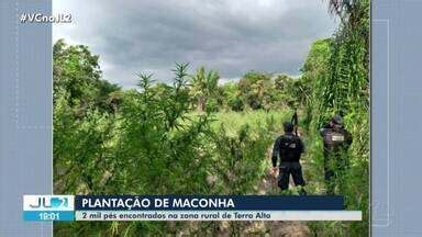 Jornal Liberal Edi O Mil P S De Maconha Encontrados Na Zona