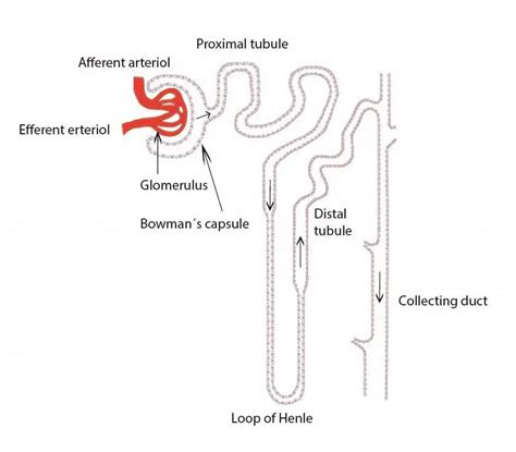 Simple Nephron Diagram