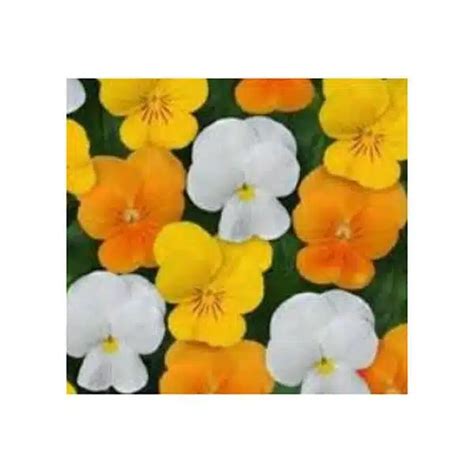 10hbpansy Citrus Mix Hands Garden Center