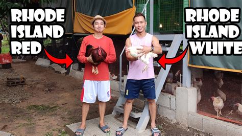 Pano Magbreed Ng Manok Free Range Chicken Breeders YouTube