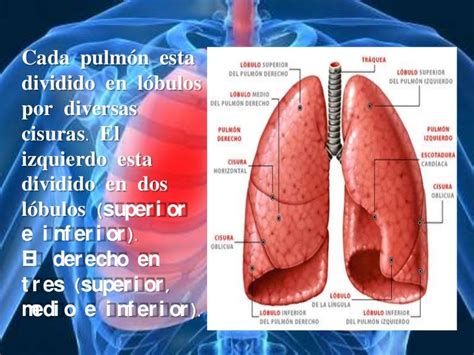 Pulmones