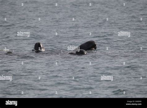 Long Finned Pilot Whales Globicephala Melas Lerwick Shetland Islands