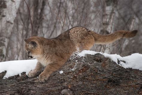 Female Cougar Puma Concolor Lies On Log Winter Stock Photo Image Of