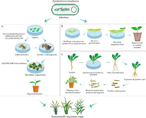 Figure 2 From Application Of Developmental Regulators For Enhancing