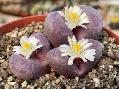 Lithops Optica Var Rubra Giromagi Cactus