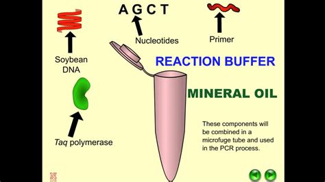 Polymerase Chain Reaction Animation