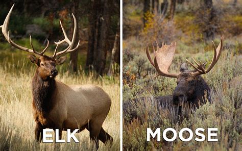 Know the difference between a bull elk and bull moose before you ...