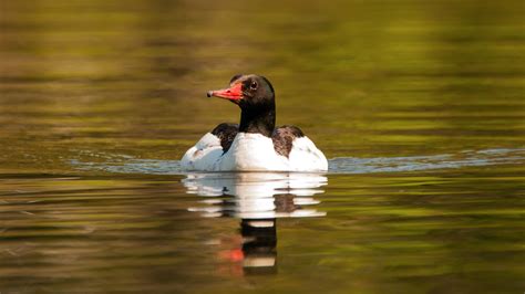 Merganser Randy Bartholomew Flickr