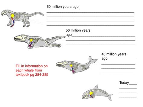 PPT - Whale Evolution PowerPoint Presentation, free download - ID:6747007