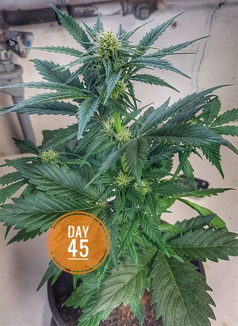 Fast Buds Lemon AK Auto Grow Diary Journal Week7 By MarcXL GrowDiaries