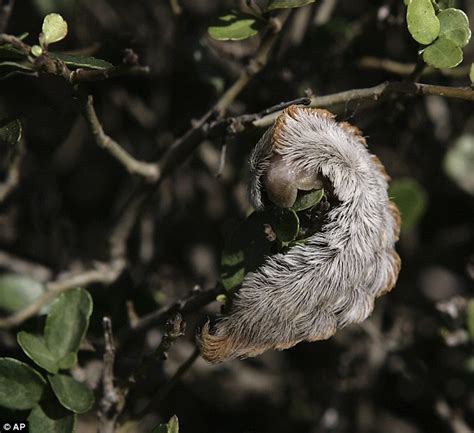 Florida Scientist Warn Residents Not To Touch Puss Caterpillar Daily