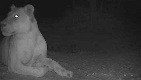 Il Leone Estinto In Ciad Viene Catturato Dalla Telecamera Non Si