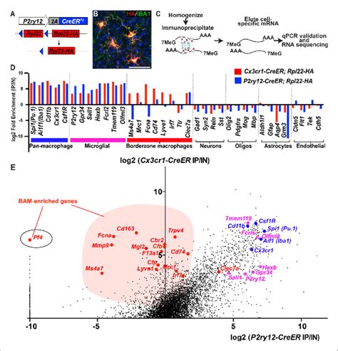 Cre Dependent Ribosomal Profiling Of Microglia A Diagram