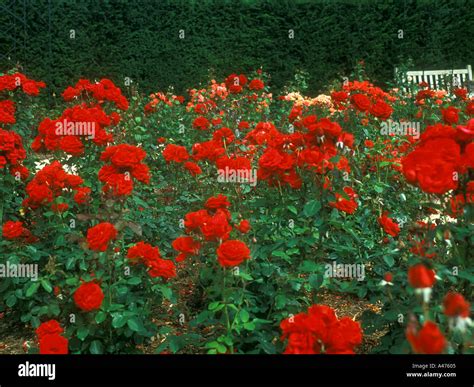 red rose bed stock photo alamy