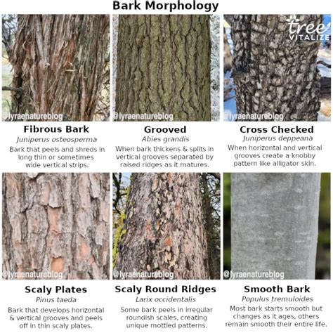 17 Different Types of Cedar Trees & Their Identifying Features