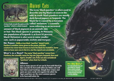 Black Panther Wierd Nwild Creatures Wiki