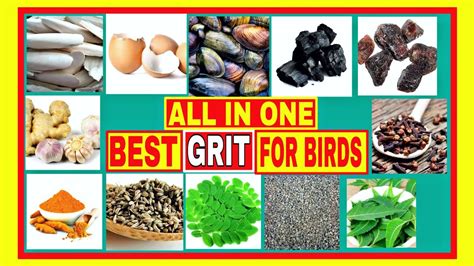 How To Make Best GRIT For Birds At Home YouTube