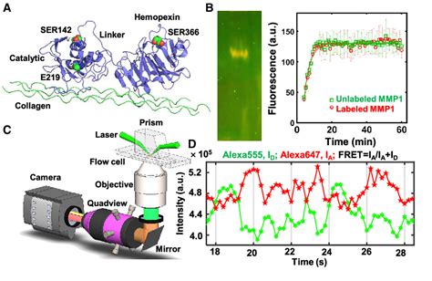 Figure From Allosteric Communications Between Domains Modulate The