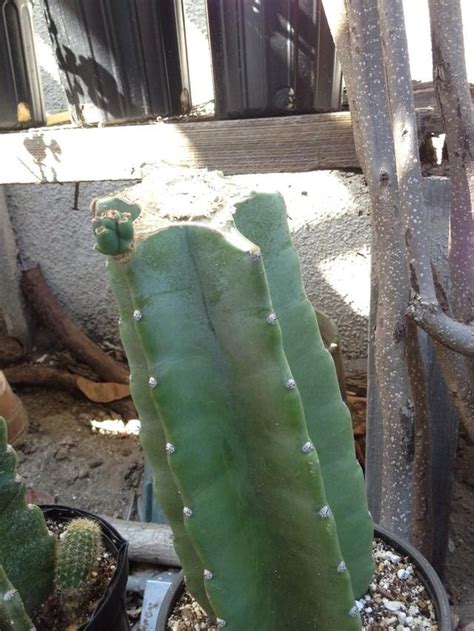 How To Propagate Cactus And Succulent Cuttings Recipe Propagating