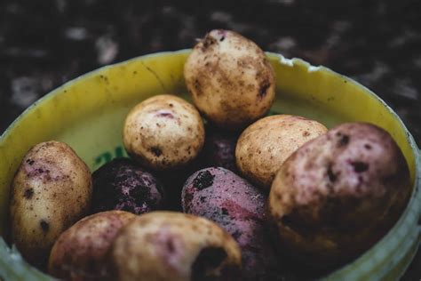 Les Meilleures Techniques Pour Maximiser La Production De Pommes De